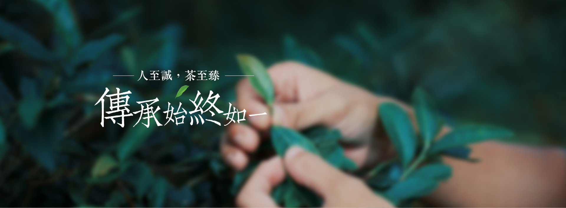 浙江華茗園-華茗園茶業(yè)-浙江華茗園茶業(yè)有限公司
